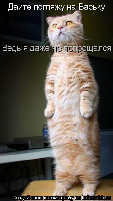 Даите погляжу на Ваську Ведь я даже не попрощался... Котоматрица: Даите погляжу на Ваську Ведь я даже не попрощался