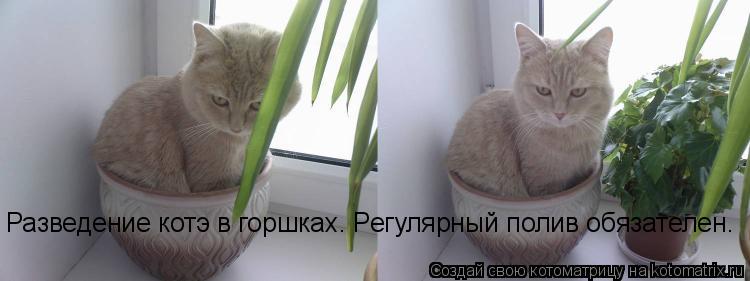 Разведение котэ в горшках. Регулярный полив обязателен.... Котоматрица: Разведение котэ в горшках. Регулярный полив обязателен.