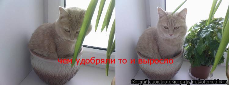 чем удобряли то и выросло... Котоматрица: чем удобряли то и выросло