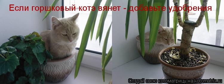 Если горшковый котэ вянет - добавьте удобрения... Котоматрица: Если горшковый котэ вянет - добавьте удобрения