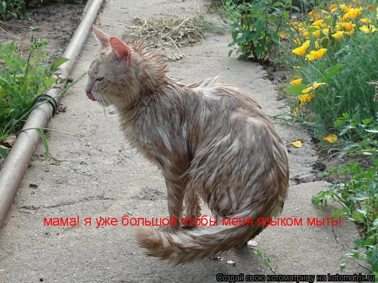 мама! я уже большой чтобы меня языком мыть!... Котоматрица: мама! я уже большой чтобы меня языком мыть!
