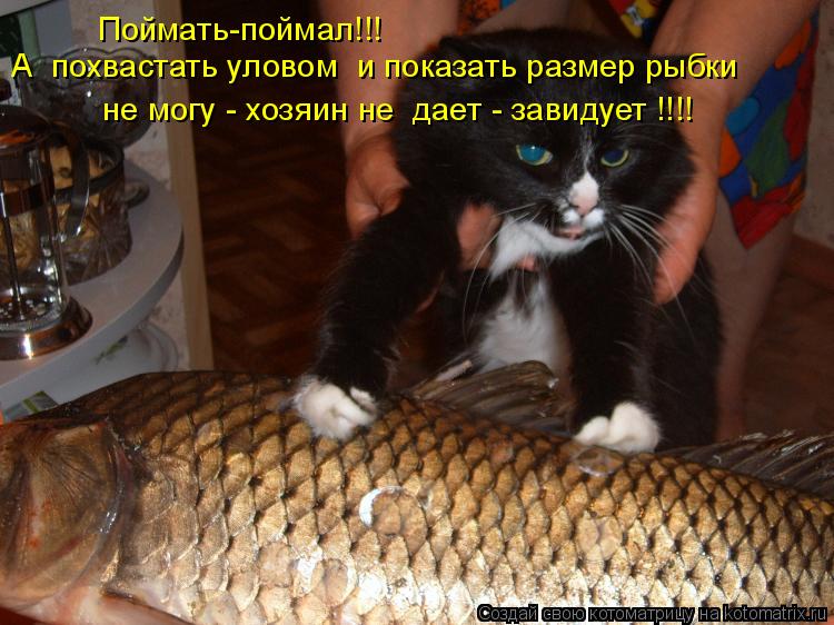 Поймать-поймал!!! А похвастать уловом и показать размер рыбки не могу - хозяин не дает - завидуе... Котоматрица: Поймать-поймал!!! А похвастать уловом и показать размер рыбки не могу - хозяин не дает - завидует !!!!