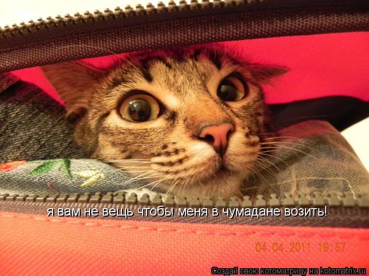 я вам не вещь чтобы меня в чумадане возить!... Котоматрица: я вам не вещь чтобы меня в чумадане возить!