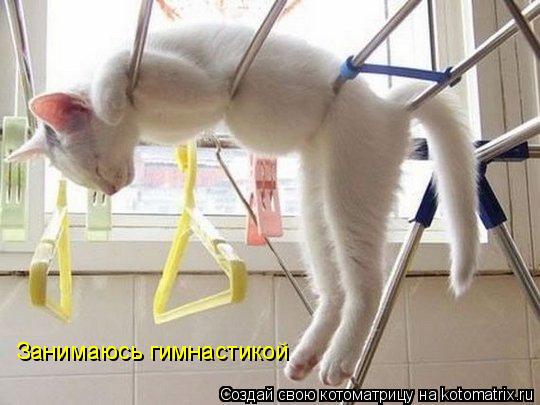 Занимаюсь гимнастикой... Котоматрица: Занимаюсь гимнастикой