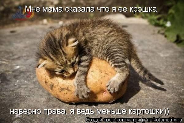 Мне мама сказала что я ее крошка, наверно права, я ведь меньше картошки))... Котоматрица: Мне мама сказала что я ее крошка, наверно права, я ведь меньше картошки))