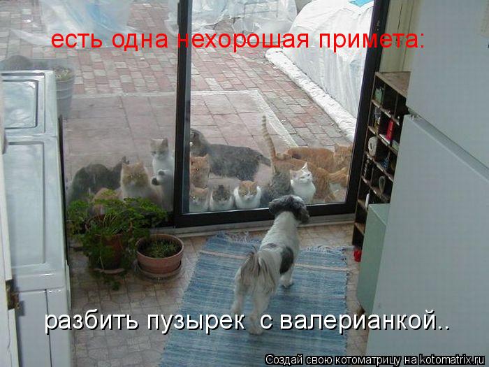 есть одна нехорошая примета: разбить пузырек с валерианкой..... Котоматрица: есть одна нехорошая примета: разбить пузырек с валерианкой..