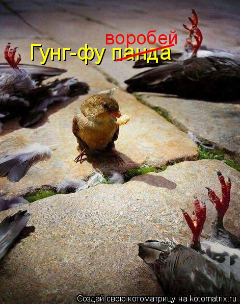 Гунг-фу панда _____ воробей... Котоматрица: Гунг-фу панда _____ воробей