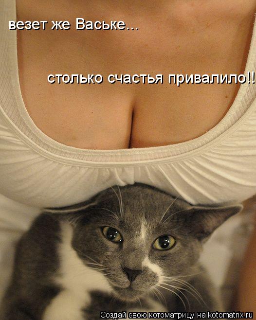 столько счастья привалило!! везет же Ваське...... Котоматрица: столько счастья привалило!! везет же Ваське...