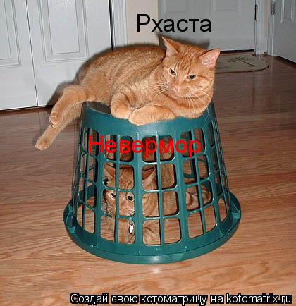 Рхаста Невермор... Котоматрица: Рхаста Невермор
