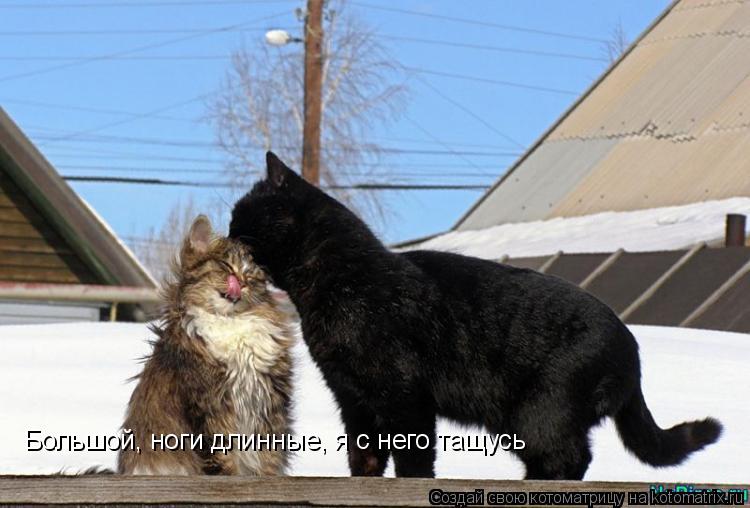 Большой, ноги длинные, я с него тащусь... Котоматрица: Большой, ноги длинные, я с него тащусь