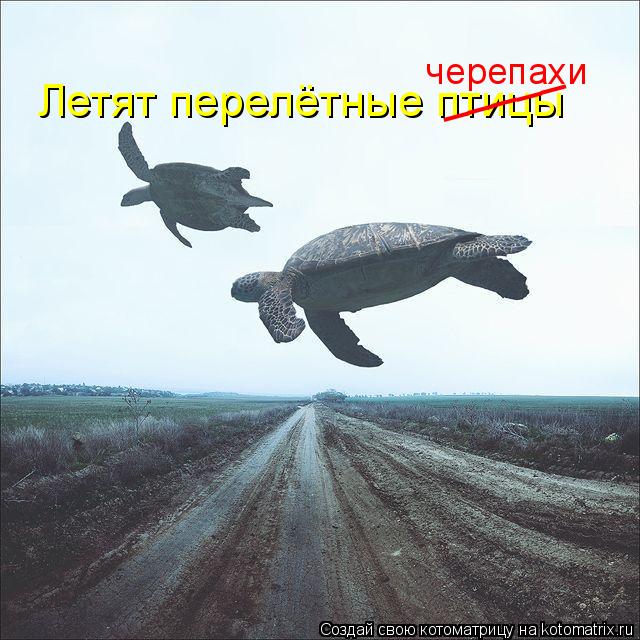 Летят перелётные птицы _____ черепахи... Котоматрица: Летят перелётные птицы _____ черепахи