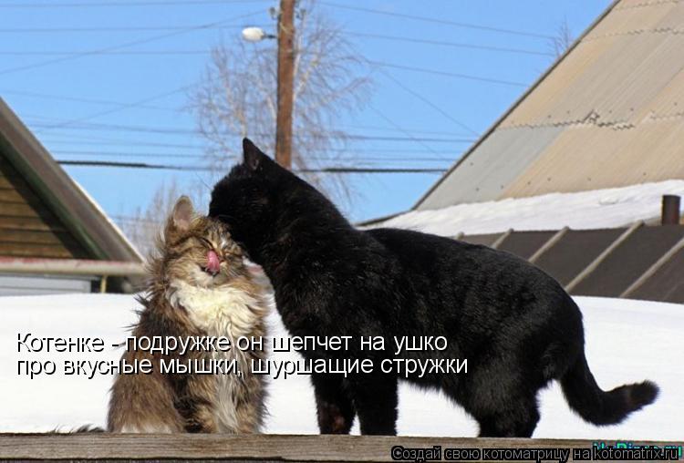 Котенке - подружке он шепчет на ушко про вкусные мышки, шуршащие стружки... Котоматрица: Котенке - подружке он шепчет на ушко про вкусные мышки, шуршащие стружки