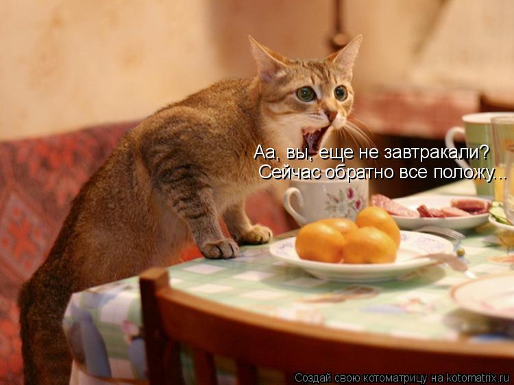 Сейчас обратно все положу... Аа, вы, еще не завтракали?... Котоматрица: Сейчас обратно все положу... Аа, вы, еще не завтракали?