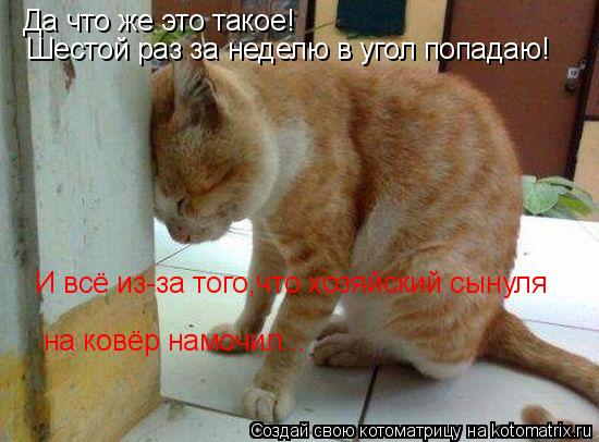 Да что же это такое! Шестой раз за неделю в угол попадаю! И всё из-за того,что хозяйский сынуля на ко... Котоматрица: Да что же это такое! Шестой раз за неделю в угол попадаю! И всё из-за того,что хозяйский сынуля на ковёр намочил...