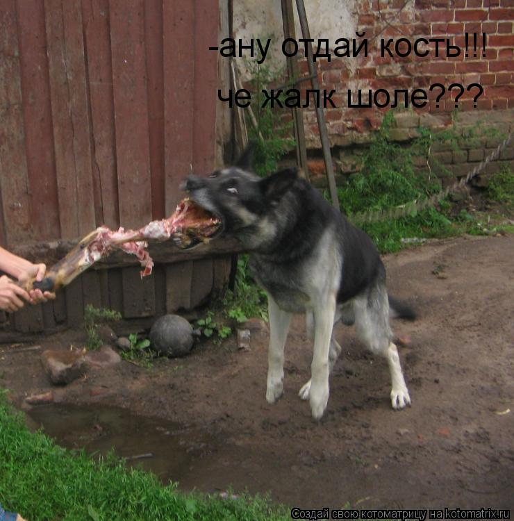 -ану отдай кость!!! че жалк шоле???... Котоматрица: -ану отдай кость!!! че жалк шоле???