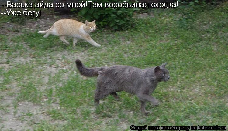 --Васька,айда со мной!Там воробьиная сходка! --Уже бегу!... Котоматрица: --Васька,айда со мной!Там воробьиная сходка! --Уже бегу!