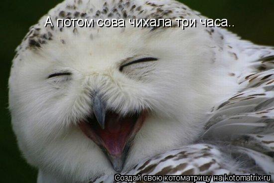 А потом сова чихала три часа..... Котоматрица: А потом сова чихала три часа..