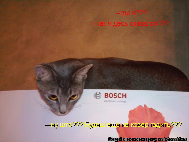 --где я??? --как я десь оказался??? ---ну што??? Будеш еще на ковер гадить???... Котоматрица: --где я??? --как я десь оказался??? ---ну што??? Будеш еще на ковер гадить???