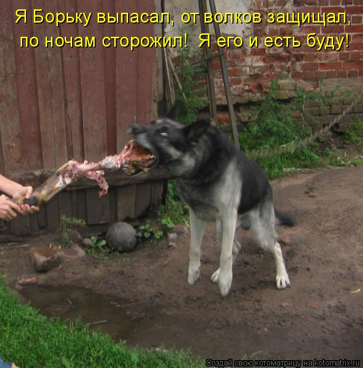 Я Борьку выпасал, от волков защищал, по ночам сторожил! Я его и есть буду!... Котоматрица: Я Борьку выпасал, от волков защищал, по ночам сторожил! Я его и есть буду!