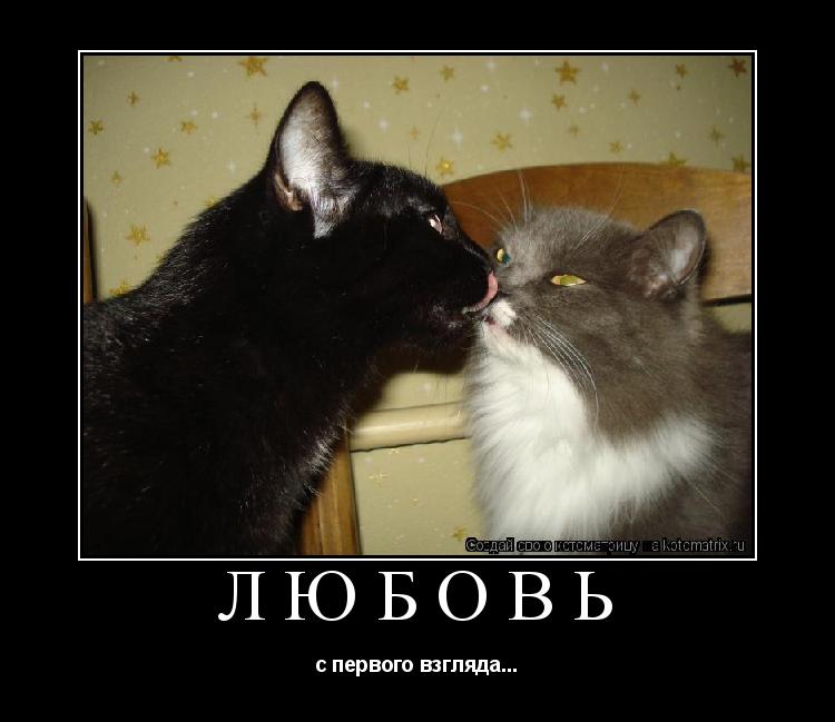 Любовь с первого взгляда...... Котоматрица: Любовь с первого взгляда...