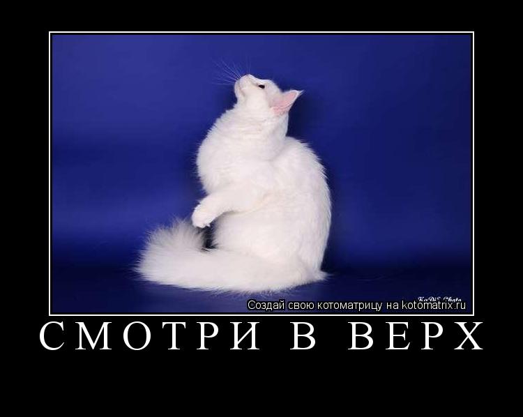 Котоматрица: смотри в верх 