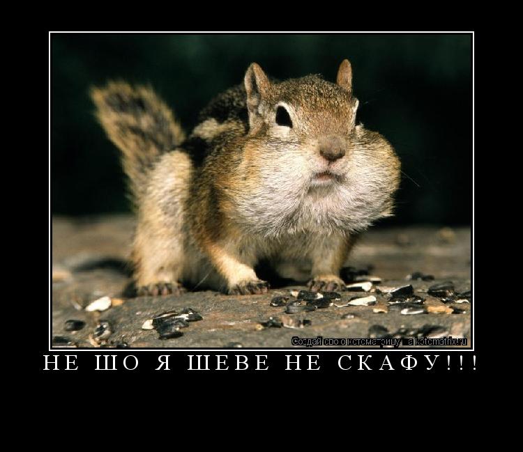 Котоматрица: Не шо я шеве не скафу!!! 