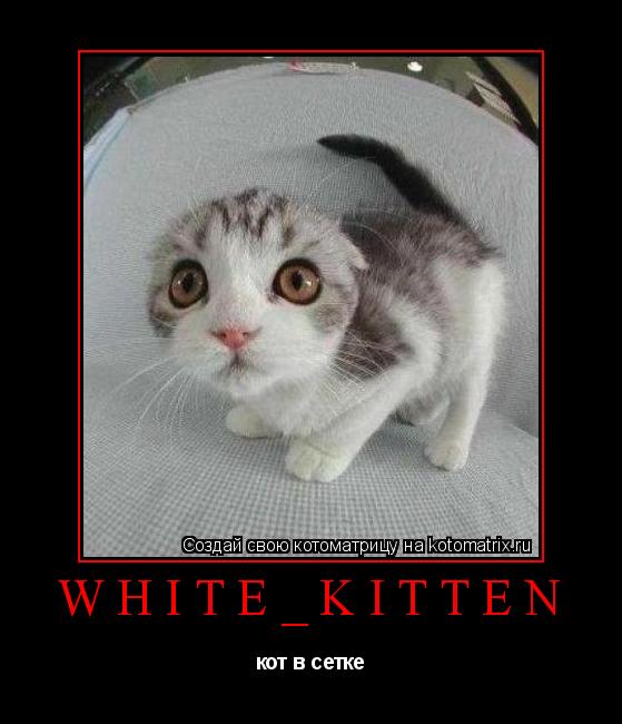 white_kitten кот в сетке... Котоматрица: white_kitten кот в сетке
