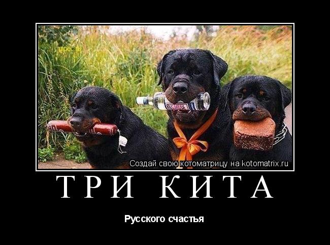 Котоматрица: Три кита Русского счастья