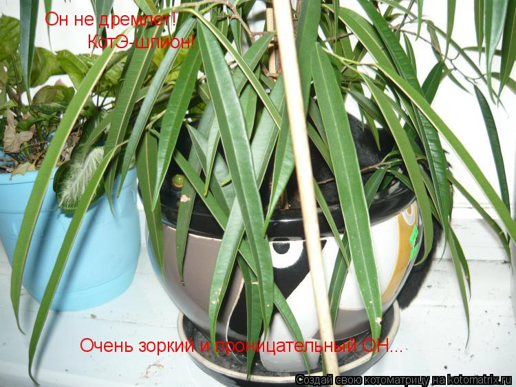 Он не дремлет! КотЭ-шпион! Очень зоркий и проницательный ОН...... Котоматрица: Он не дремлет! КотЭ-шпион! Очень зоркий и проницательный ОН...