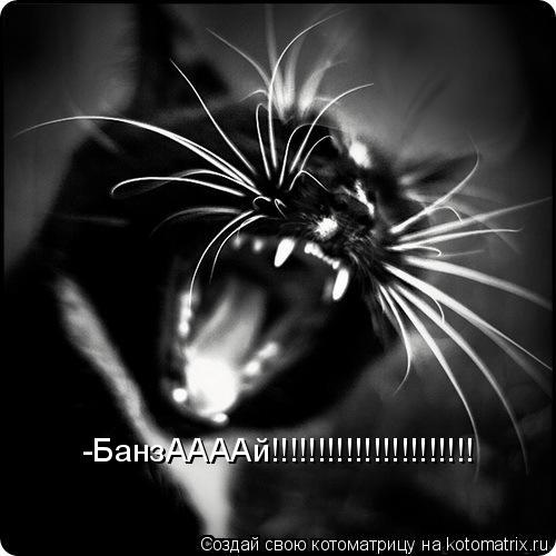 -БанзААААй!!!!!!!!!!!!!!!!!!!!!!... Котоматрица: -БанзААААй!!!!!!!!!!!!!!!!!!!!!!