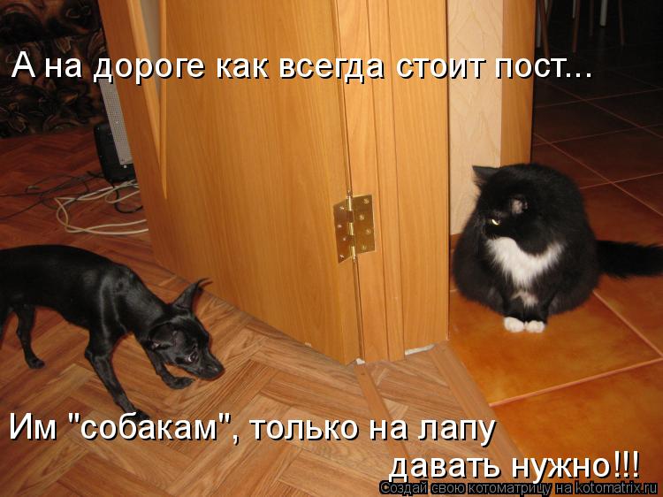 А на дороге как всегда стоит пост... Им "собакам", только на лапу давать нужно!!!... Котоматрица: А на дороге как всегда стоит пост... Им "собакам", только на лапу давать нужно!!!
