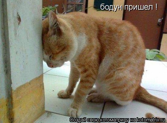 бодун пришел !... Котоматрица: бодун пришел !