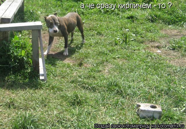 а че сразу кирпичем - то ?... Котоматрица: а че сразу кирпичем - то ?