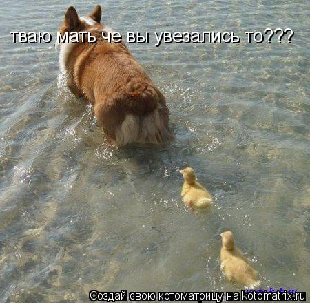 тваю мать че вы увезались то???... Котоматрица: тваю мать че вы увезались то???