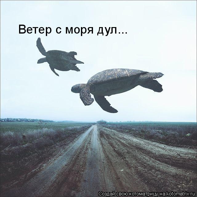 Ветер с моря дул...... Котоматрица: Ветер с моря дул...