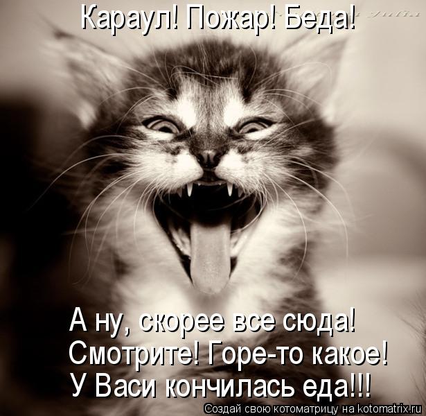 Смотрите! Горе-то какое! У Васи кончилась еда!!! А ну, скорее все сюда! Караул! Пожар! Беда!... Котоматрица: Смотрите! Горе-то какое! У Васи кончилась еда!!! А ну, скорее все сюда! Караул! Пожар! Беда!