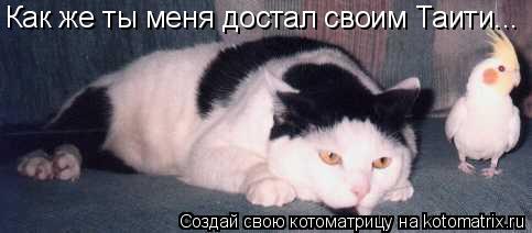 Как же ты меня достал своим Таити...... Котоматрица: Как же ты меня достал своим Таити...