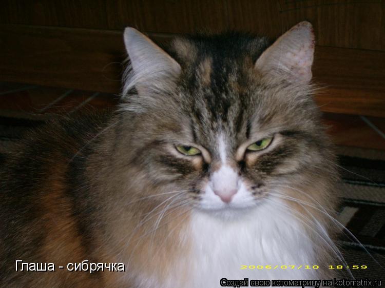 Глаша - сибрячка... Котоматрица: Глаша - сибрячка