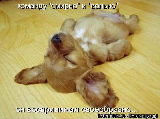 команду "смирно" и "вольно" он воспринимал своеобразно...... Котоматрица: команду "смирно" и "вольно" он воспринимал своеобразно...