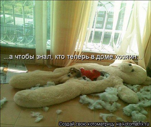 ...а чтобы знал, кто теперь в доме хозяин...... Котоматрица: ...а чтобы знал, кто теперь в доме хозяин...