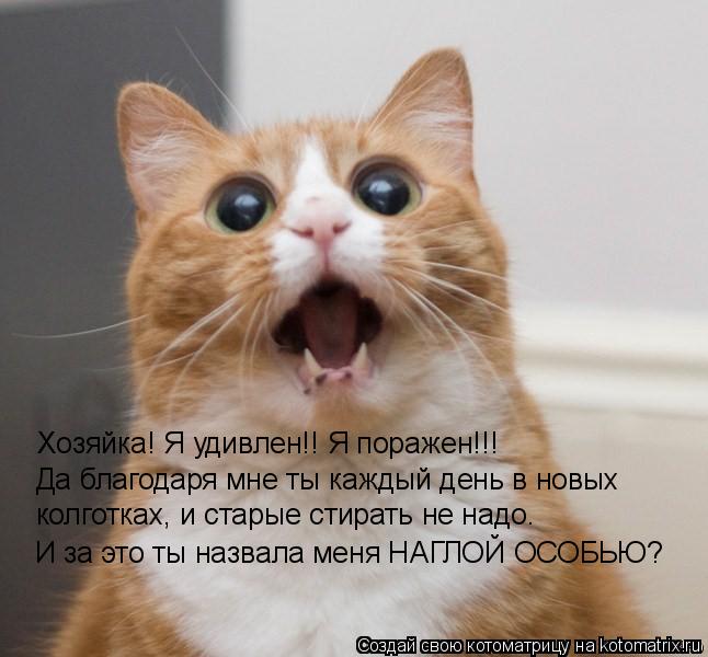 Хозяйка! Я удивлен!! Я поражен!!! Да благодаря мне ты каждый день в новых колготках, и старые стирать... Котоматрица: Хозяйка! Я удивлен!! Я поражен!!! Да благодаря мне ты каждый день в новых колготках, и старые стирать не надо. И за это ты назвала меня НАГЛОЙ О