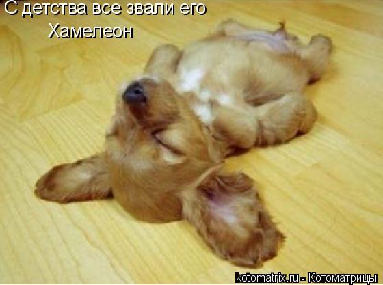 С детства все звали его Хамелеон... Котоматрица: С детства все звали его Хамелеон