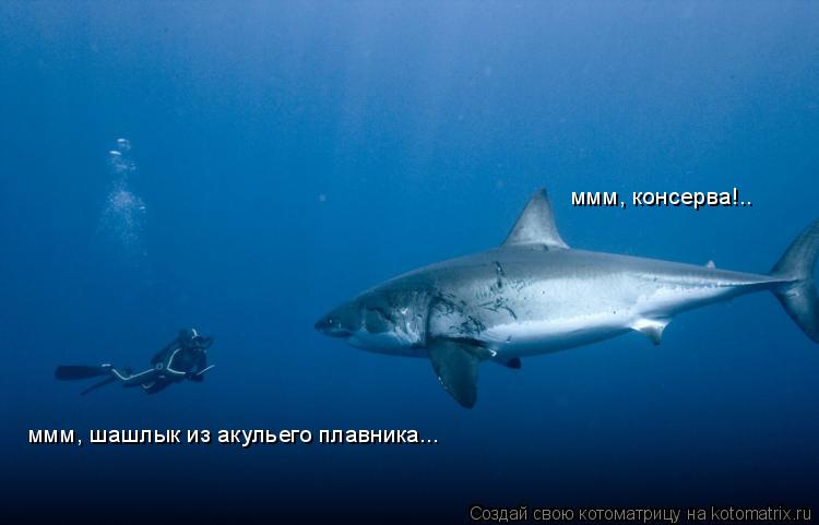 ммм, шашлык из акульего плавника... ммм, консерва!..... Котоматрица: ммм, шашлык из акульего плавника... ммм, консерва!..