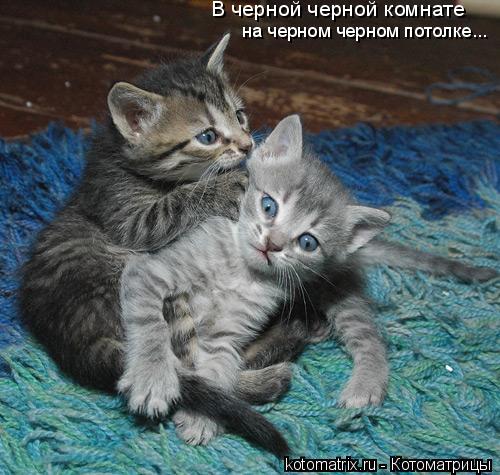 В черной черной комнате на черном черном потолке...... Котоматрица: В черной черной комнате на черном черном потолке...