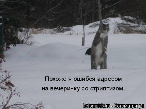 Похоже я ошибся адресом на вечеринку со стриптизом...... Котоматрица: Похоже я ошибся адресом на вечеринку со стриптизом...