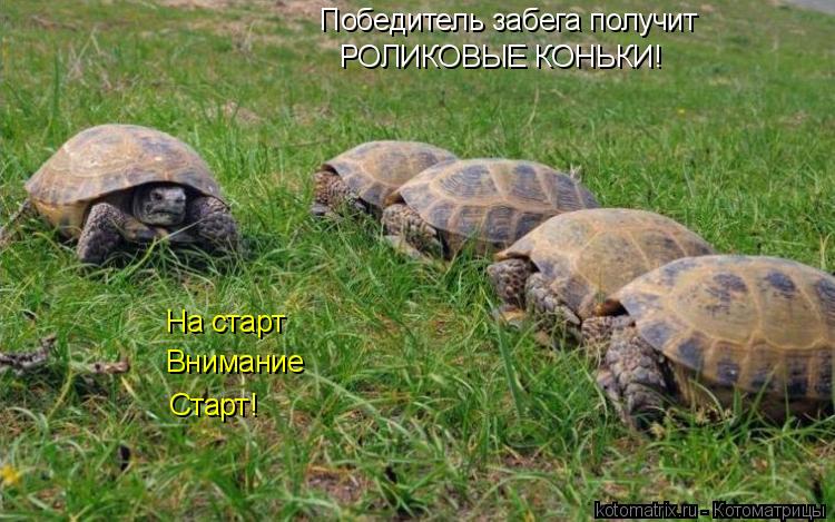 Победитель забега получит РОЛИКОВЫЕ КОНЬКИ! На старт Внимание Старт!... Котоматрица: Победитель забега получит РОЛИКОВЫЕ КОНЬКИ! На старт Внимание Старт!