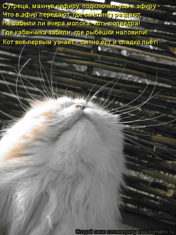 Сутреца, махнув кефиру, подключил усы к эфиру - Что в эфир передают, где сметанку раздают, Не заб... Котоматрица: Сутреца, махнув кефиру, подключил усы к эфиру - Что в эфир передают, где сметанку раздают, Не забыли ли вчера молока, хоть полведра! Где каб