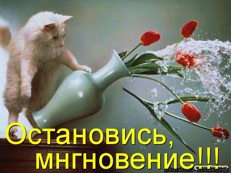 Остановись, мнгновение!!!... Котоматрица: Остановись, мнгновение!!!