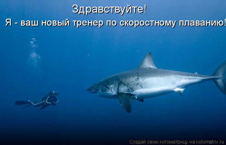 Здравствуйте! Я - ваш новый тренер по скоростному плаванию!... Котоматрица: Здравствуйте! Я - ваш новый тренер по скоростному плаванию!