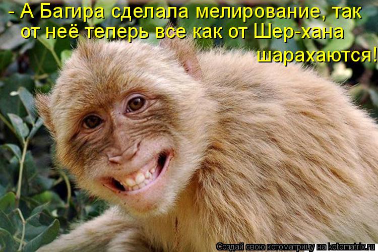 - А Багира сделала мелирование, так от неё теперь все как от Шер-хана шарахаются!... Котоматрица: - А Багира сделала мелирование, так от неё теперь все как от Шер-хана шарахаются!